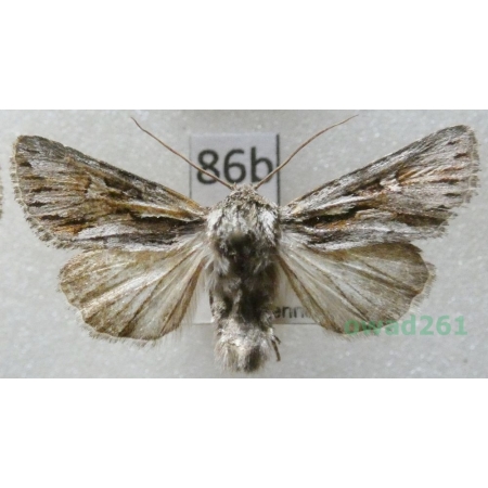 Chloantha hyperici (Denis & Schiffermüller, 1775) Czech86b